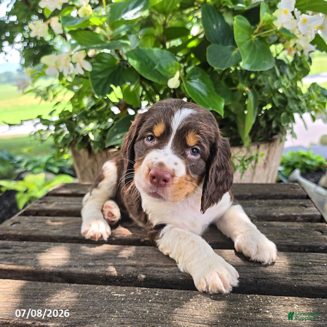English Springer Spaniel dogs for sale: Remi - Ad 2