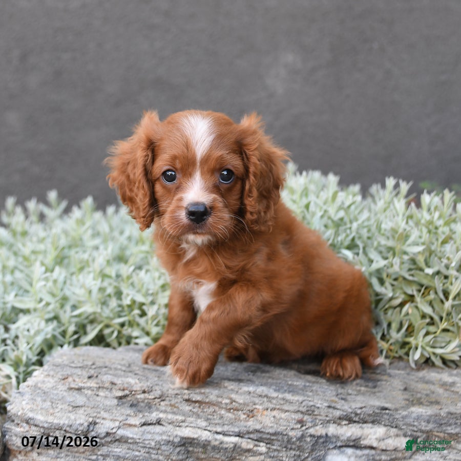 Cavapoo dogs Dustin - Ad 1