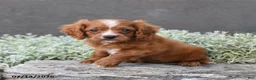 Cavapoo dogs for sale: Dustin - Ad 1