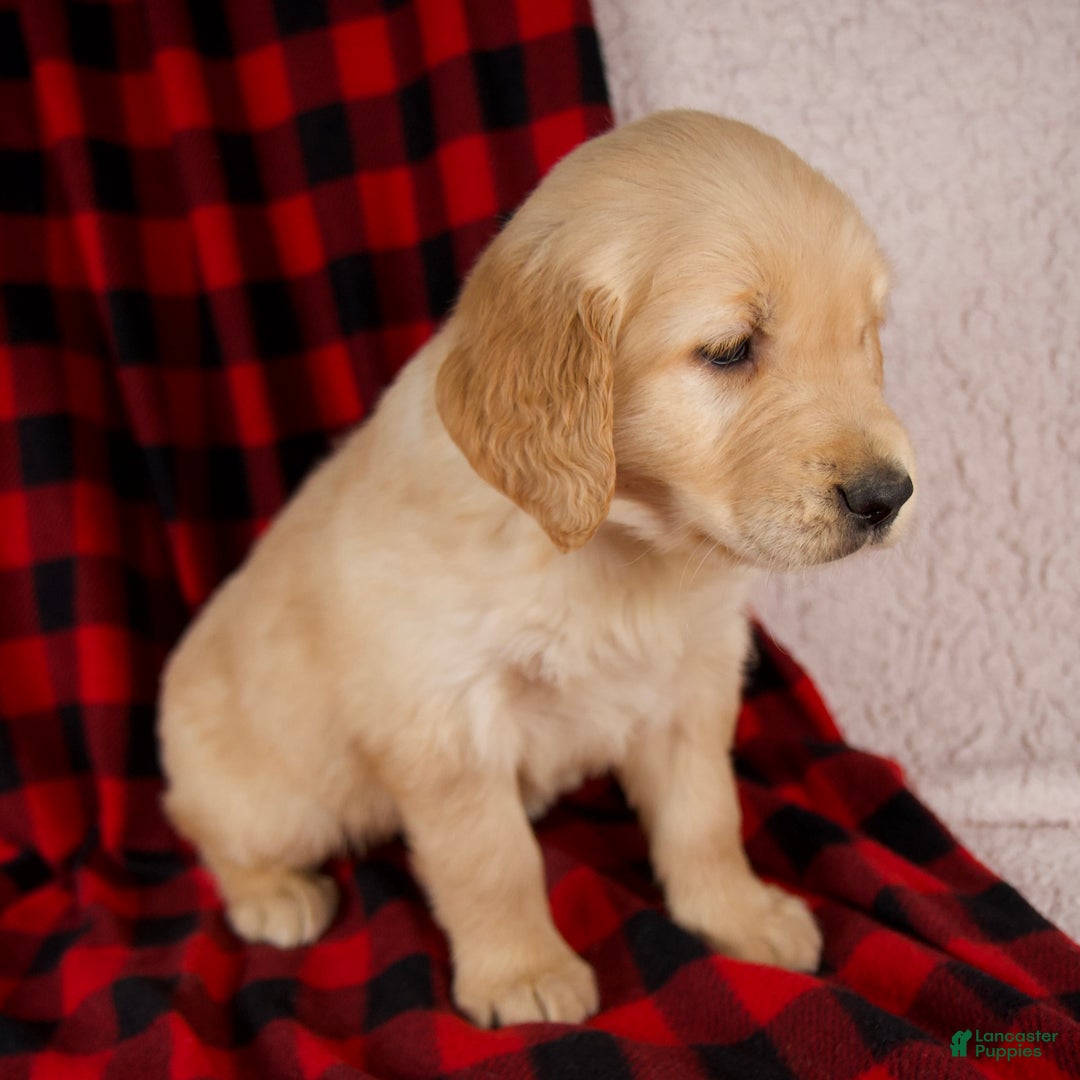 Golden Retriever dogs for sale: Tessa - Ad 4