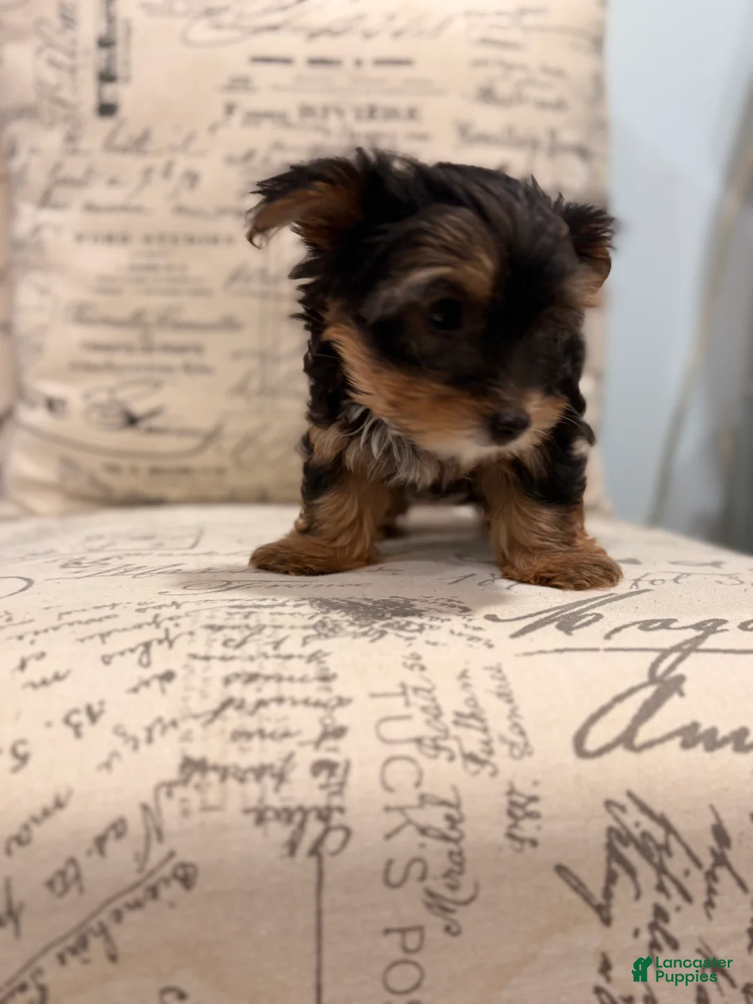 Yorkshire Terrier dogs for sale: Tink  - Ad 1