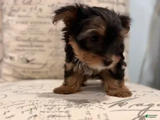 Yorkshire Terrier dogs Tink - Ad 40