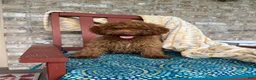 Cavapoo dogs for sale: Ella - Ad 4
