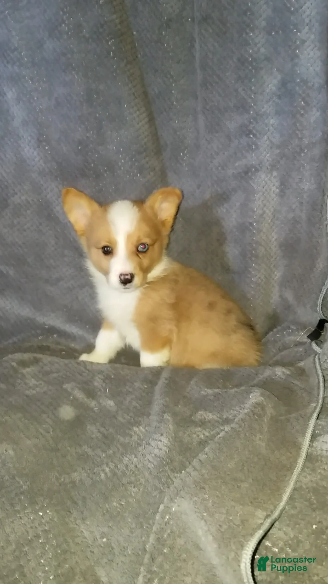 Mixed Breed dogs for sale: Audrey  - Ad 3