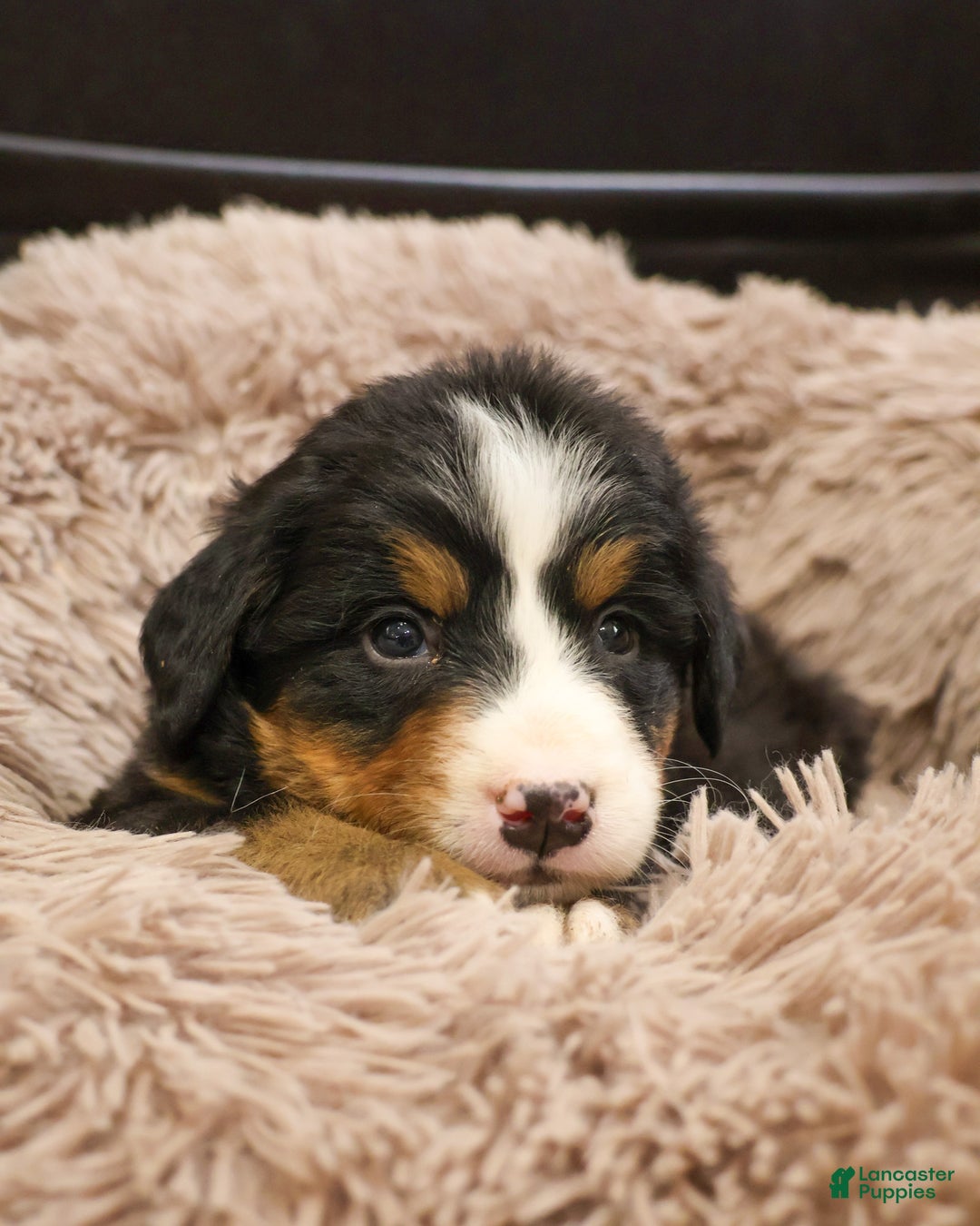 Bernese Mountain Dog dogs for sale: Snowflake  - Ad 1