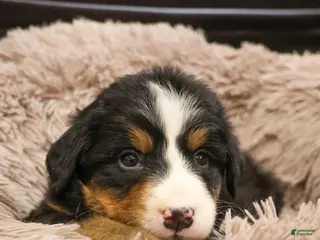 Bernese Mountain Dog dogs Snowflake - Ad 27