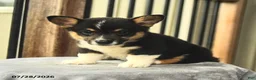 Welsh Corgi Pembroke dogs for sale: Prince   - Ad 2