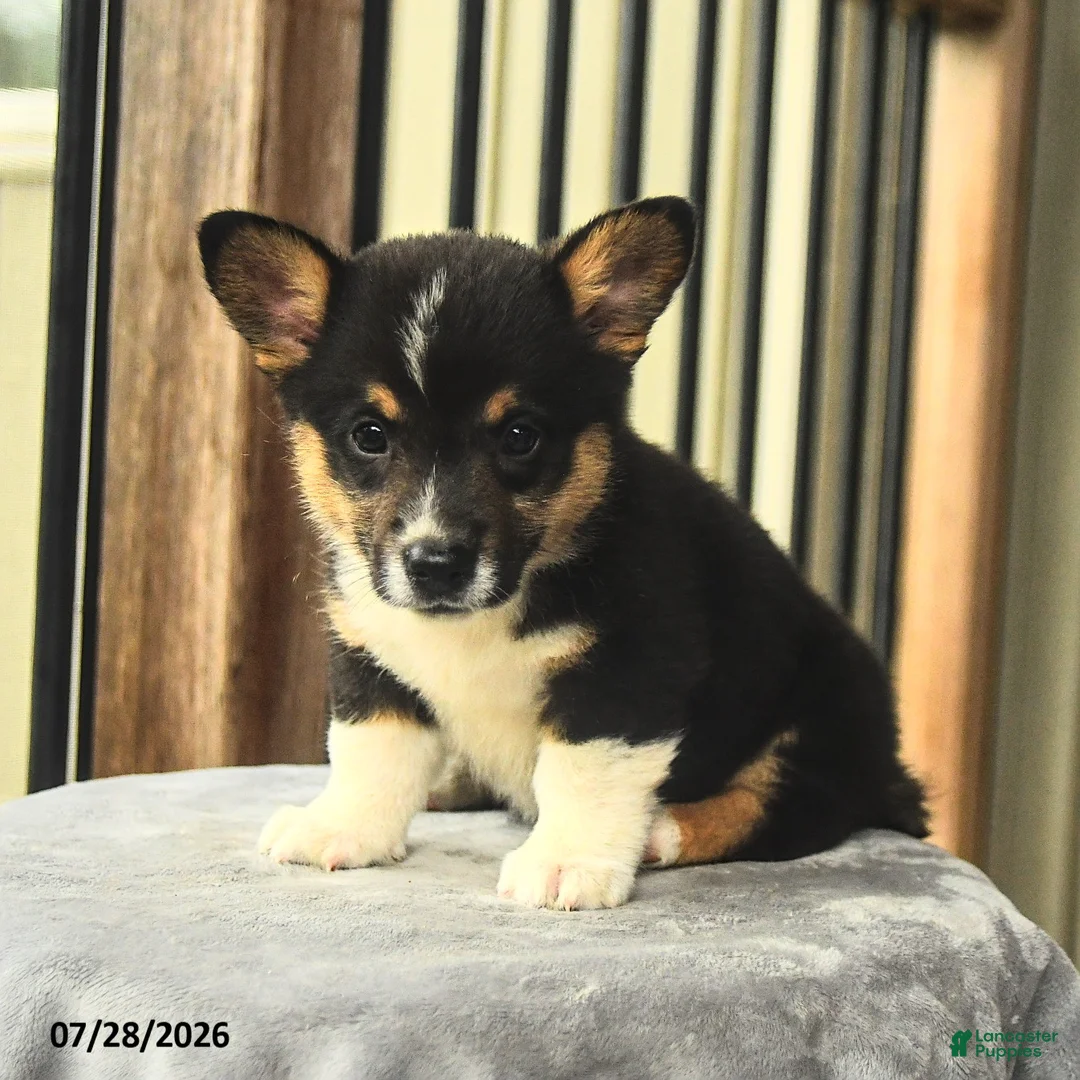 Welsh Corgi Pembroke dogs for sale: Prince   - Ad 2