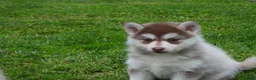 Pomsky dogs for sale: Sadie - Ad 4