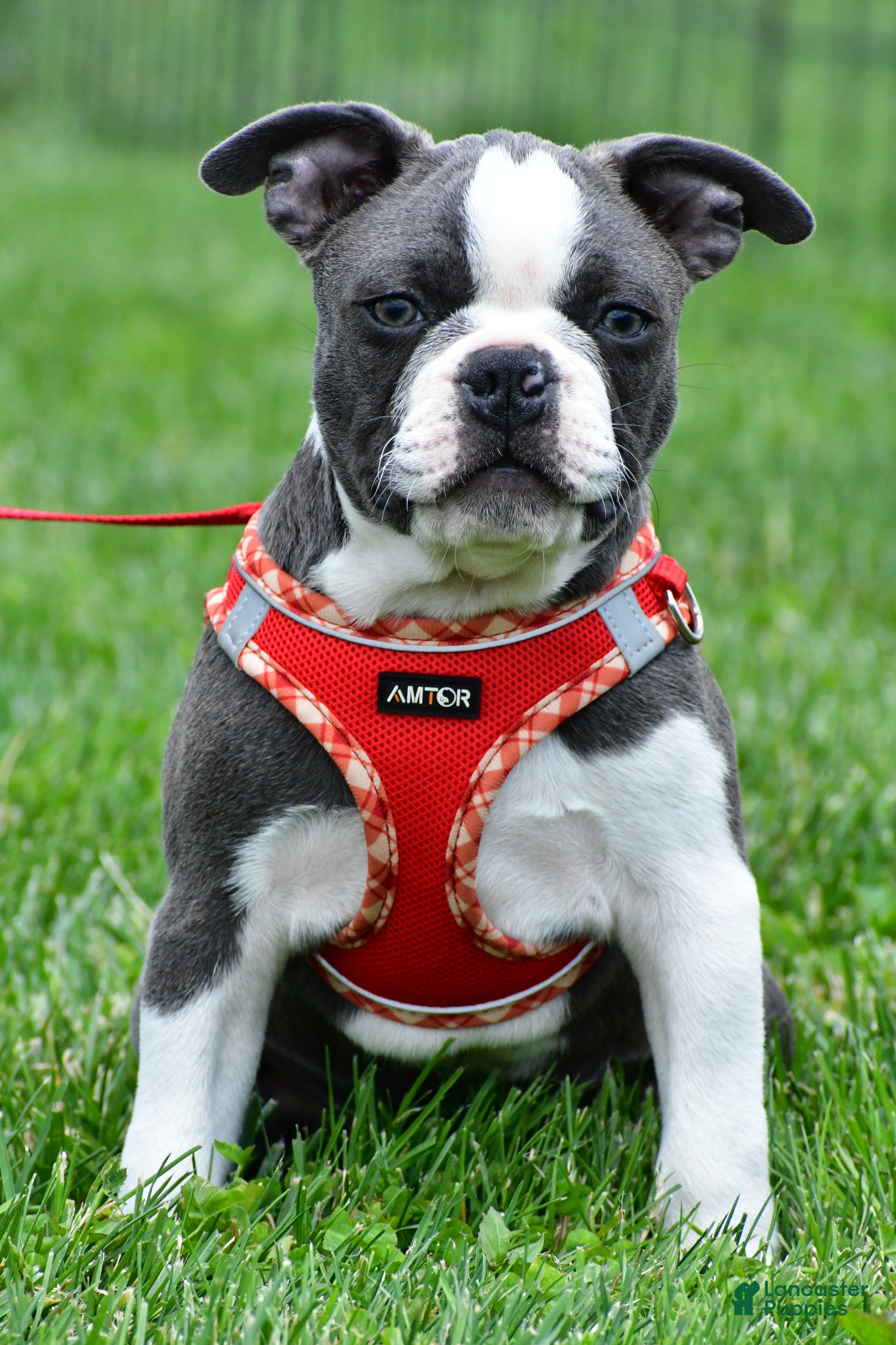 Mixed Breed dogs Logan - Ad 2