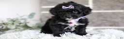 Yorkiepoo dogs for sale: Raven - Ad 3