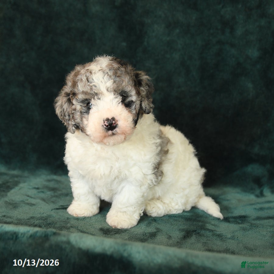 Zinnia (Doodle / designer cross, Female) in Watsontown, PA