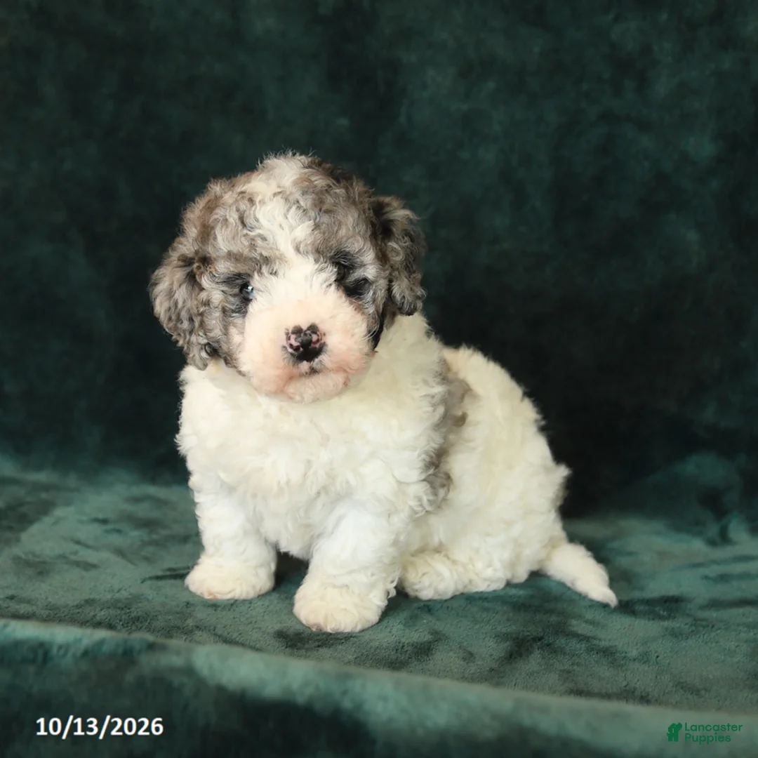 Mini Bernedoodle dogs for sale: Zinnia - Ad 1