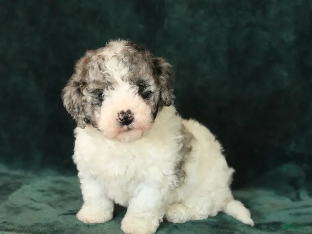 Mini Bernedoodle dogs for sale: Zinnia - Ad 1