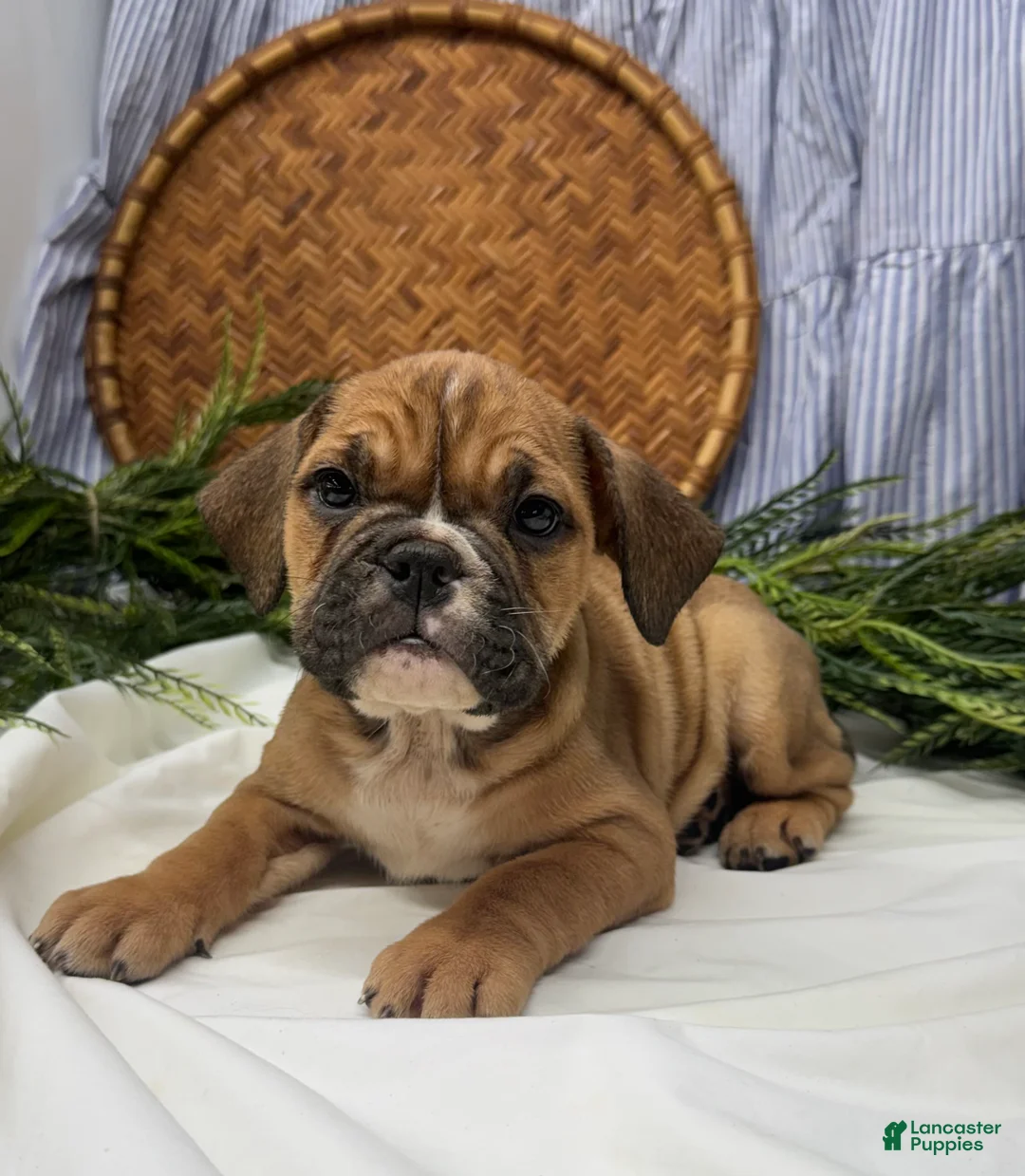 English Bulldog dogs for sale: Sarah - Ad 4