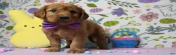 Golden Retriever dogs for sale: Chance - Ad 9