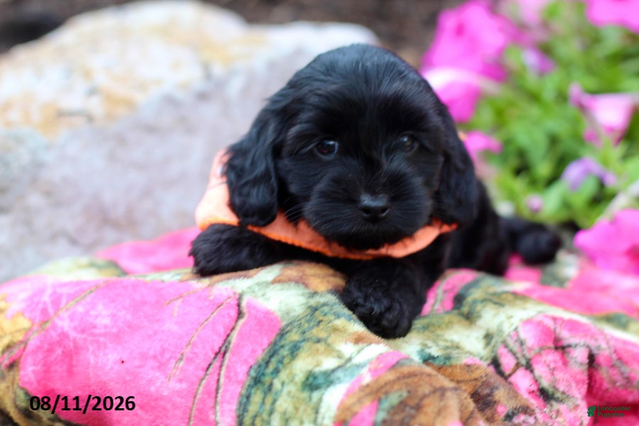 Doxiepoo dogs Angela - Ad 1