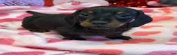 Dachshund dogs for sale: Dachshund Puppy 1 - Ad 3