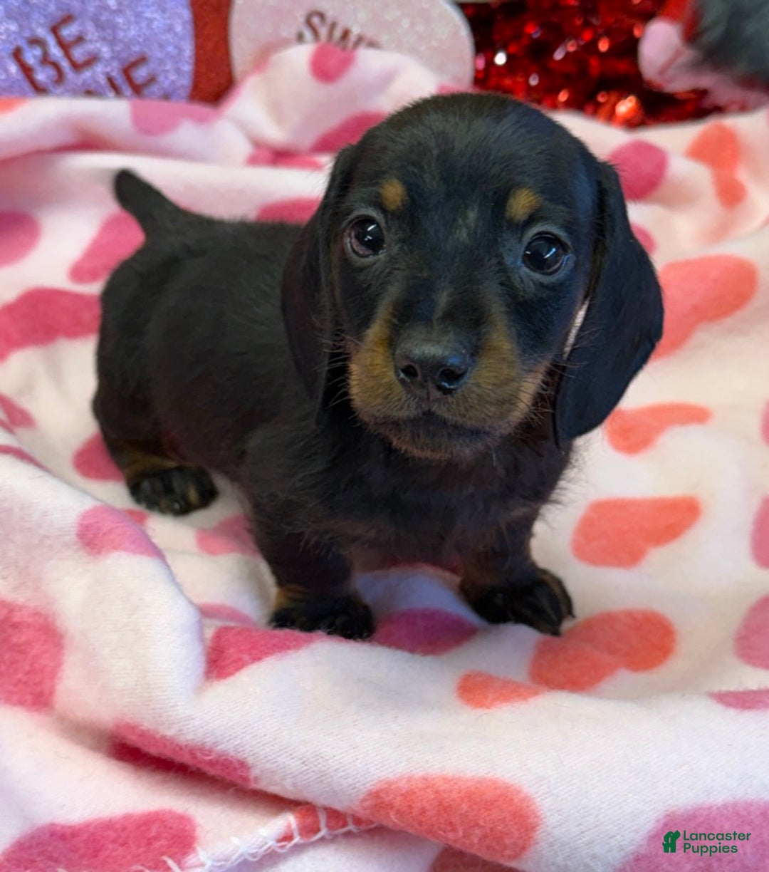 Dachshund dogs for sale: Dachshund Puppy 1 - Ad 3