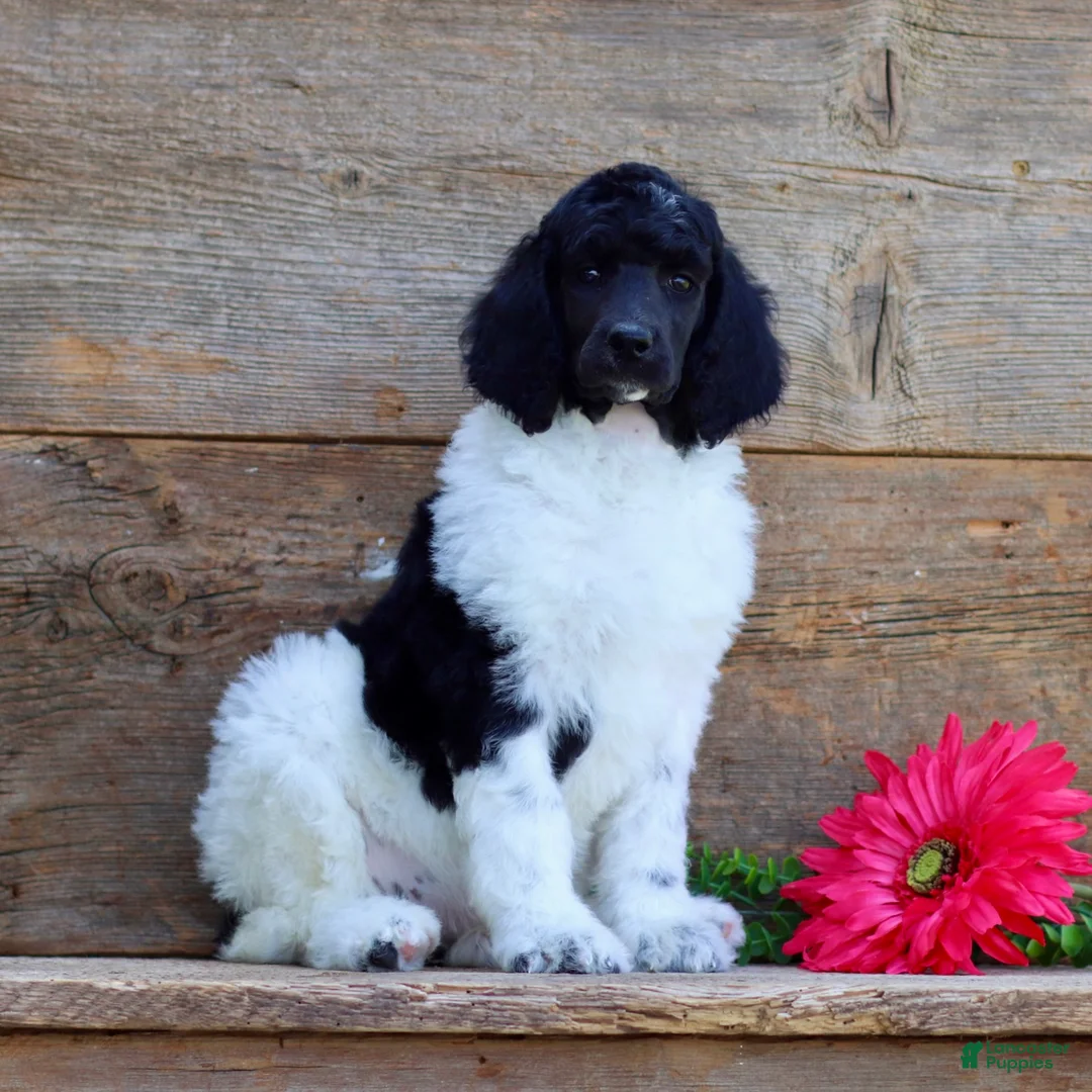 Standard Poodle dogs for sale: Tasha - Ad 2