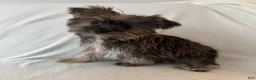 Shorkie dogs for sale: Skip - Ad 2