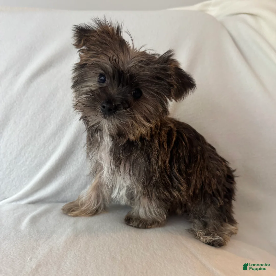 Shorkie dogs for sale: Skip - Ad 2