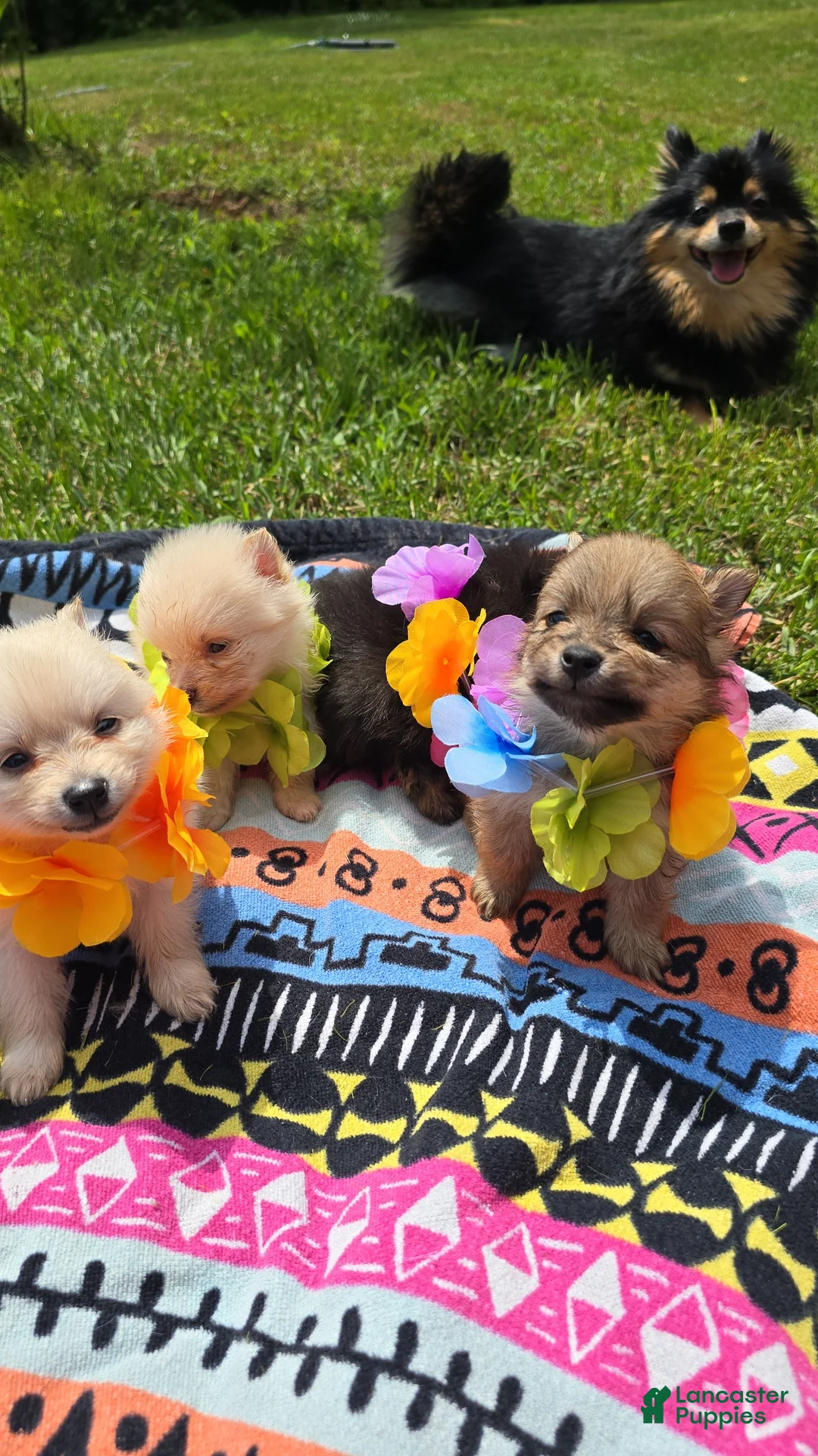 Pomeranian dogs for sale: Pomeranian Puppy 1 - Ad 2