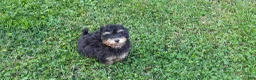 Toy Poodle dogs for sale: Dakota - Ad 4