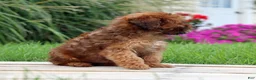 Yorkiepoo dogs for sale: Cinnamon - Ad 8