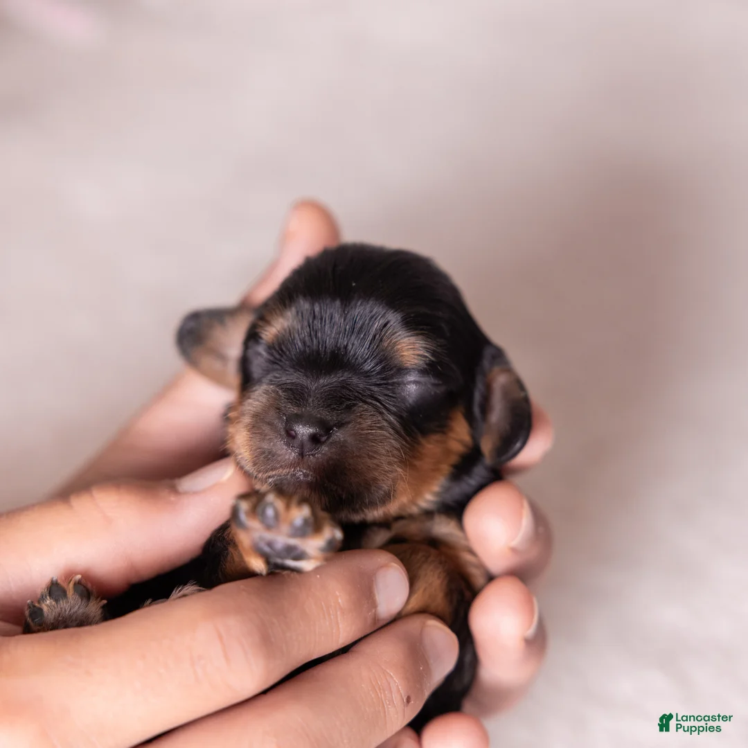 Cavalier King Charles Spaniel dogs for sale: Bravo  - Ad 5
