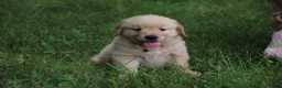 Golden Retriever dogs for sale: Golden Retriever 3 - Ad 4
