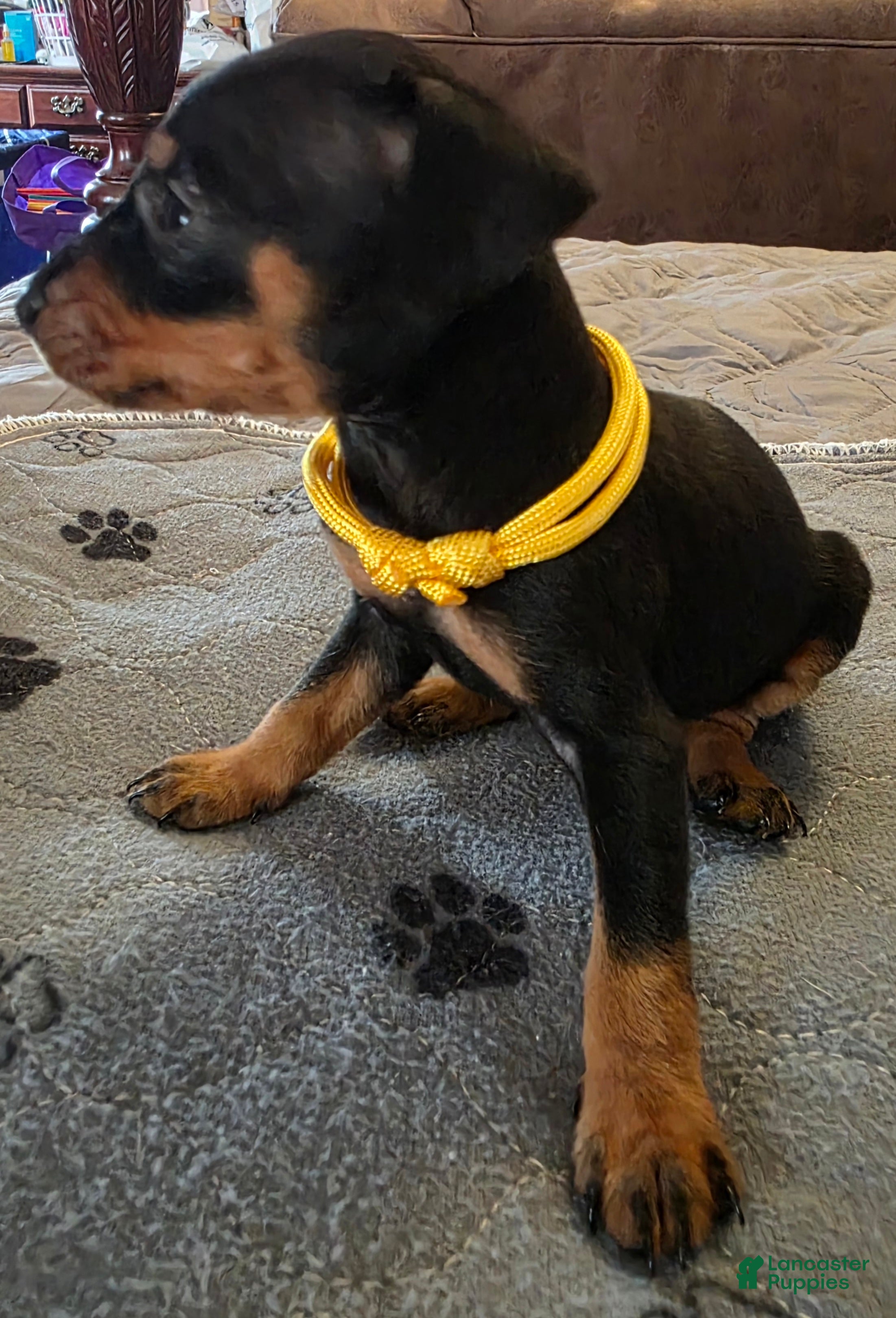 Miniature Pinscher dogs G-yellow  - Ad 2