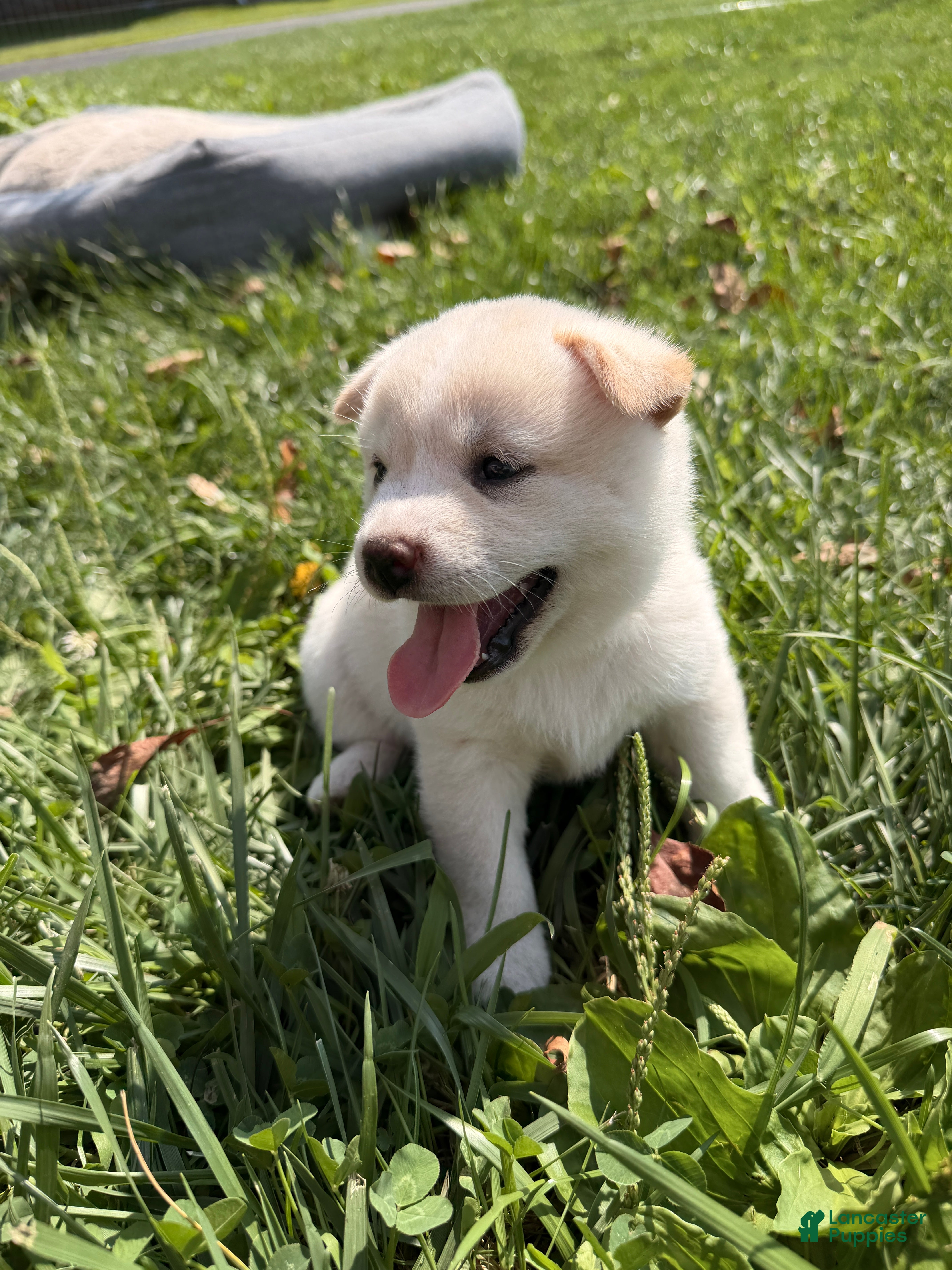 Shiba Inu dogs Yuki - Ad 2