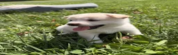 Shiba Inu dogs for sale: Yuki - Ad 2