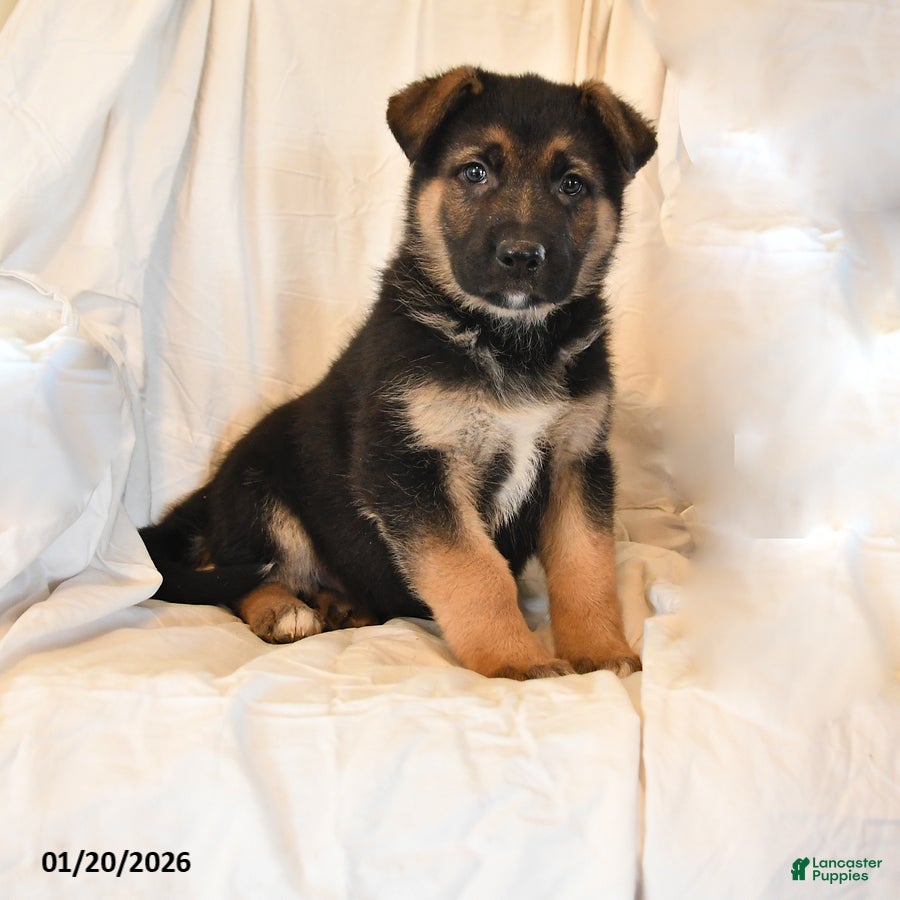 German Shepherd dogs Zip  - Ad 37