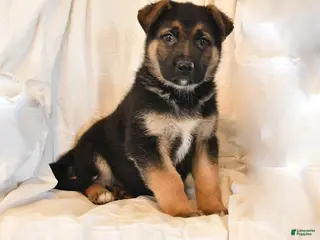 German Shepherd dogs Zip - Ad 37