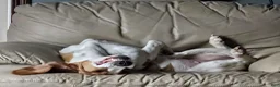 Basset Hound dogs for sale: Clover - Ad 4