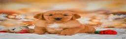 Golden Retriever dogs for sale: Cash - Ad 3