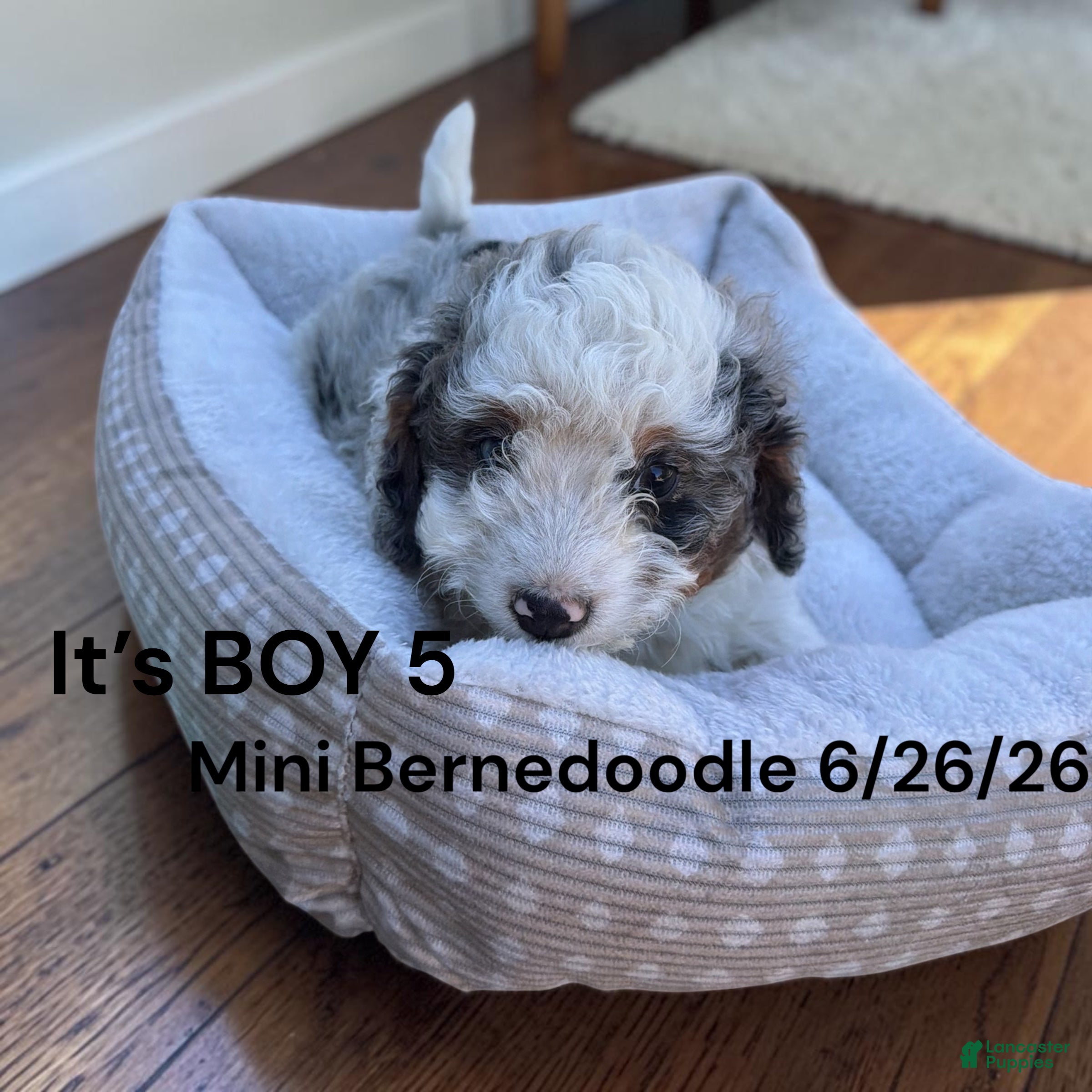 Mini Bernedoodle dogs Mini Bernedoodle 2 - Ad 3