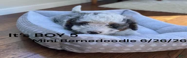 Mini Bernedoodle 2