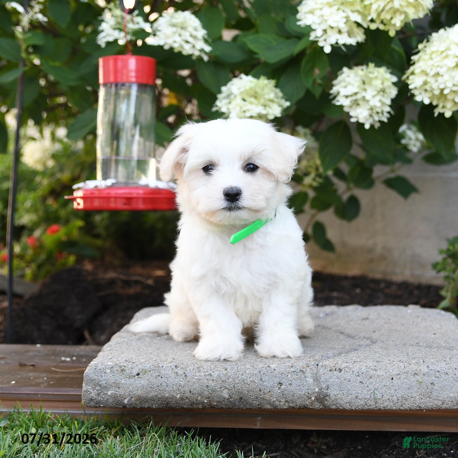 Maltese dogs Teddy - Ad 1