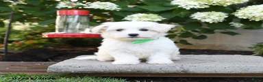 Teddy