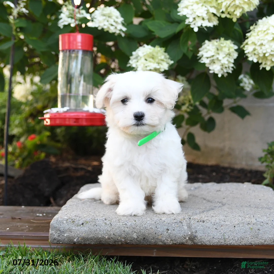 Maltese dogs for sale: Teddy - Ad 1