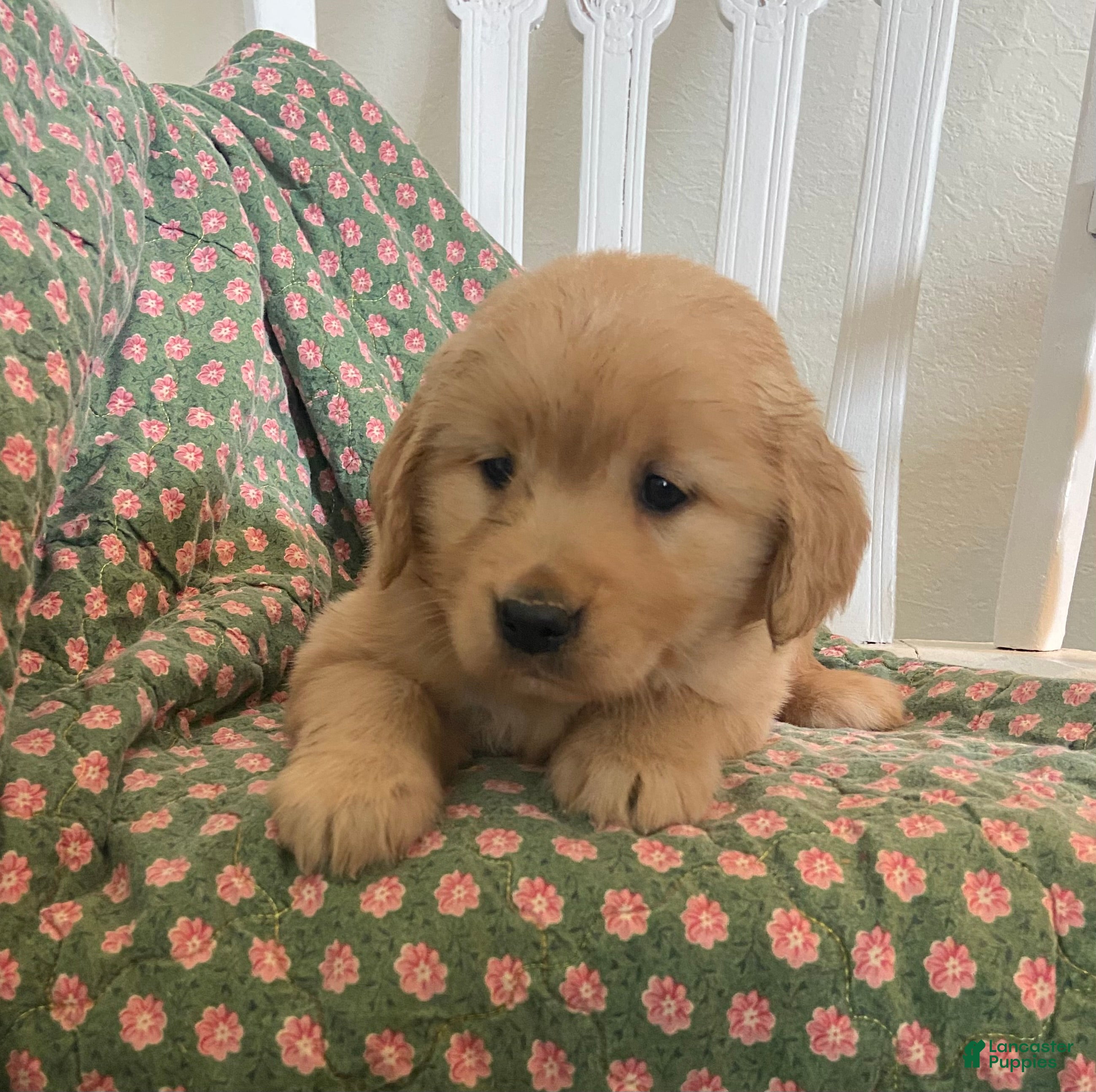 Golden Retriever dogs Posie - Ad 1