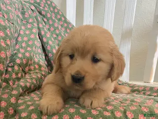 Golden Retriever dogs for sale: Posie - Ad 4