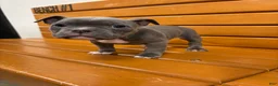 American Bully dogs for sale: El - Ad 4