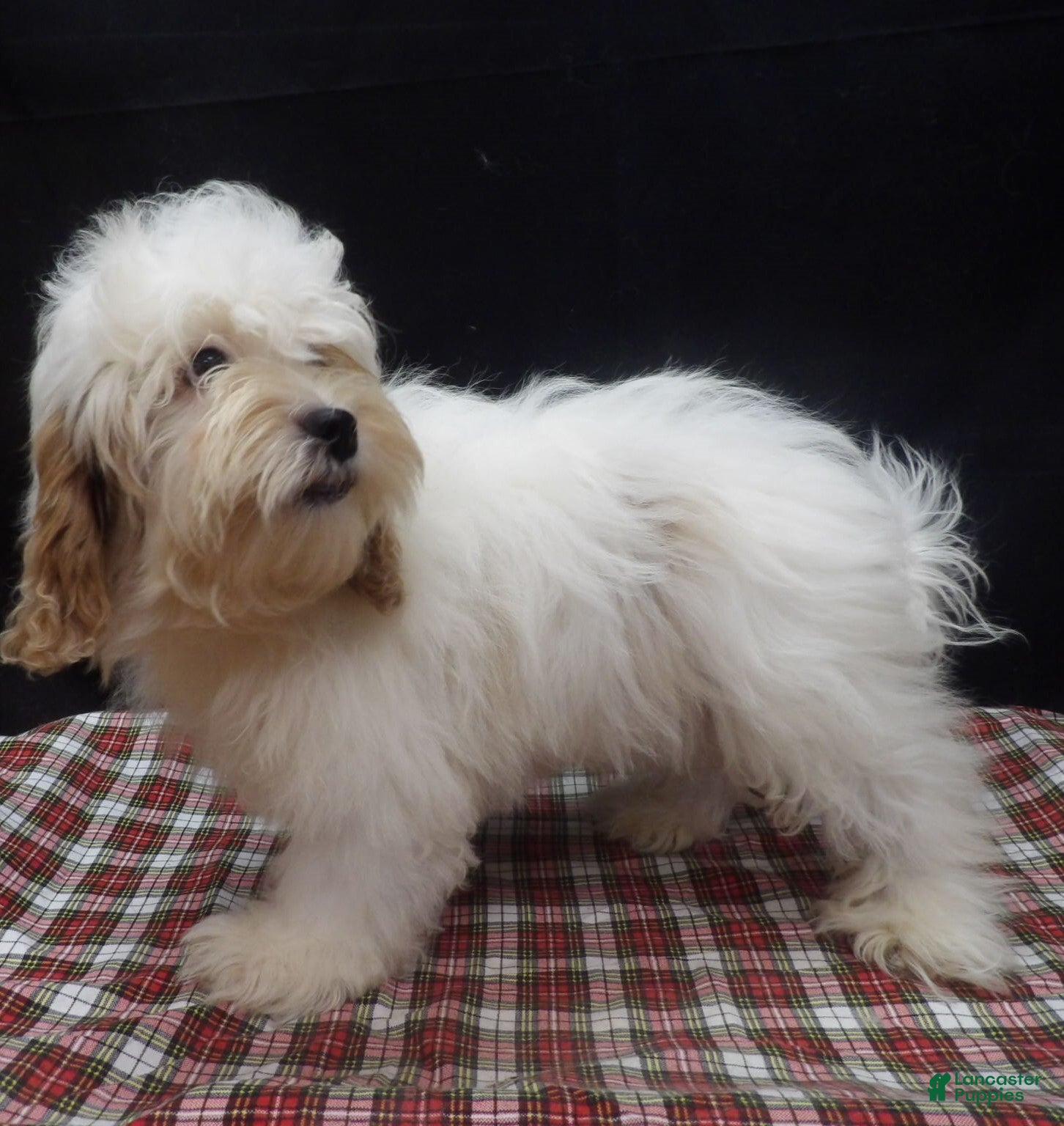 Shihpoo dogs for sale: Joker - Ad 34