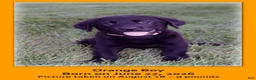 Goldador dogs for sale: Goldador 5 - Ad 7