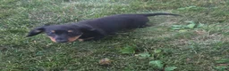 Miniature Dachshund dogs for sale: Thunder - Ad 8