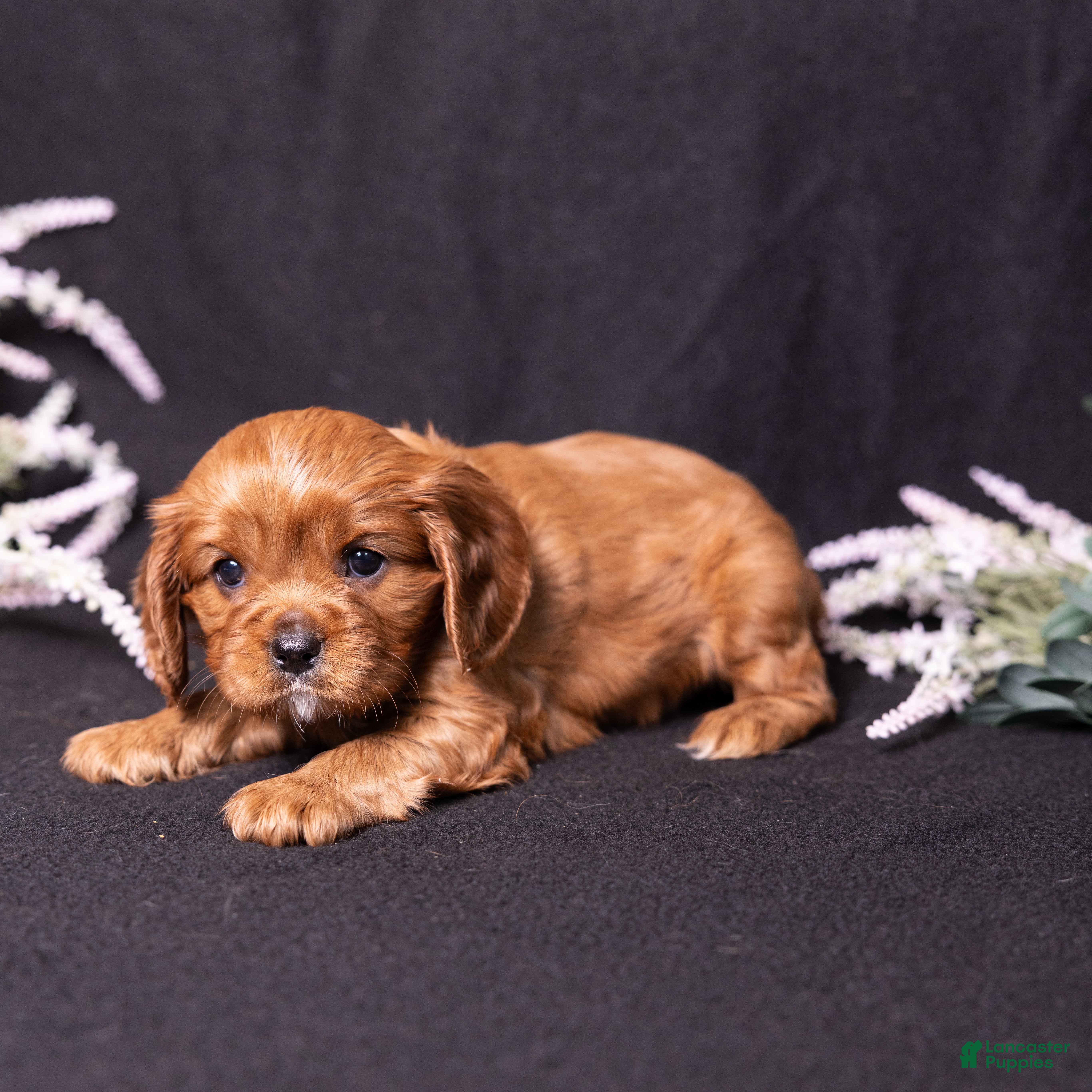 Cavalier King Charles Spaniel dogs Tyson - Ad 2